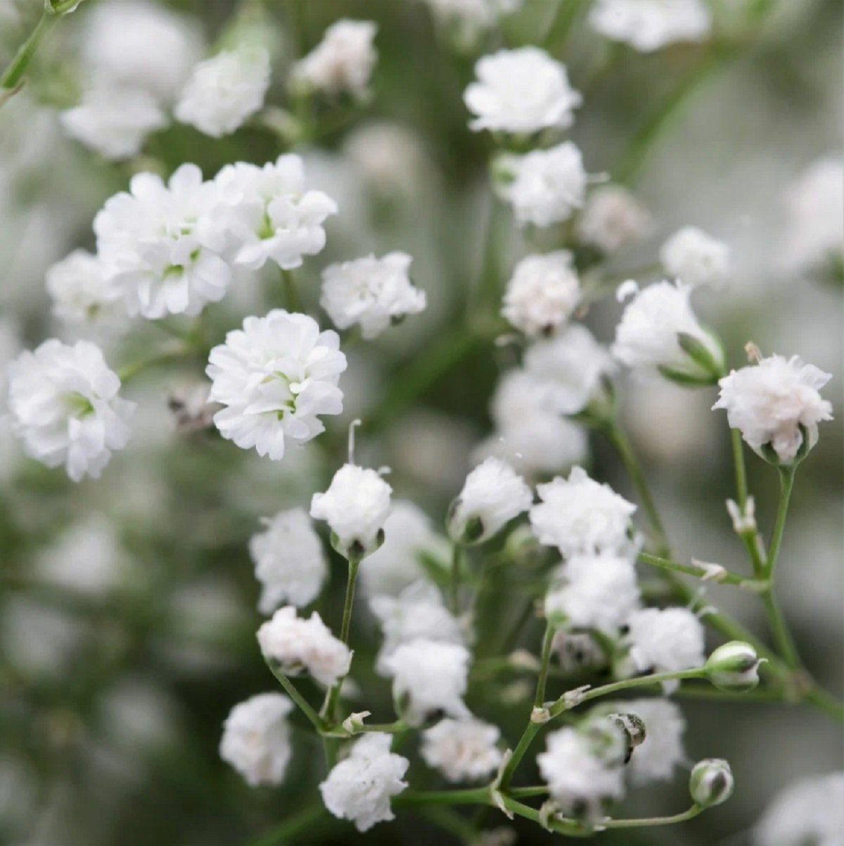 Маленькие цветочки в букетах название. Гипсофила метельчатая (Gypsophila paniculata). Гипсофила метельчатая махровая белая. Гипсофила метельчатая паникулата Уайт. Гипсофила метельчатая 'Rosenschleier'.