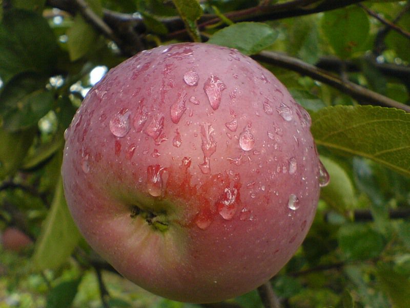 Фото яблони орлик фото и описание сорта