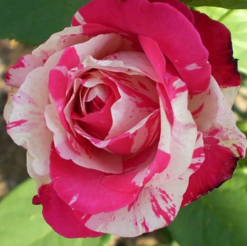 Роза сатин фото описание