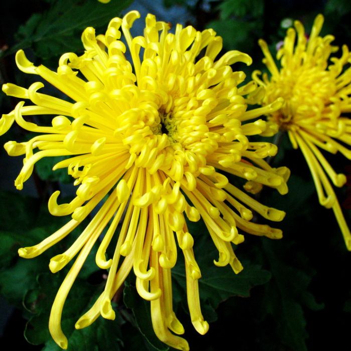 Хризантема Chrysanthemum