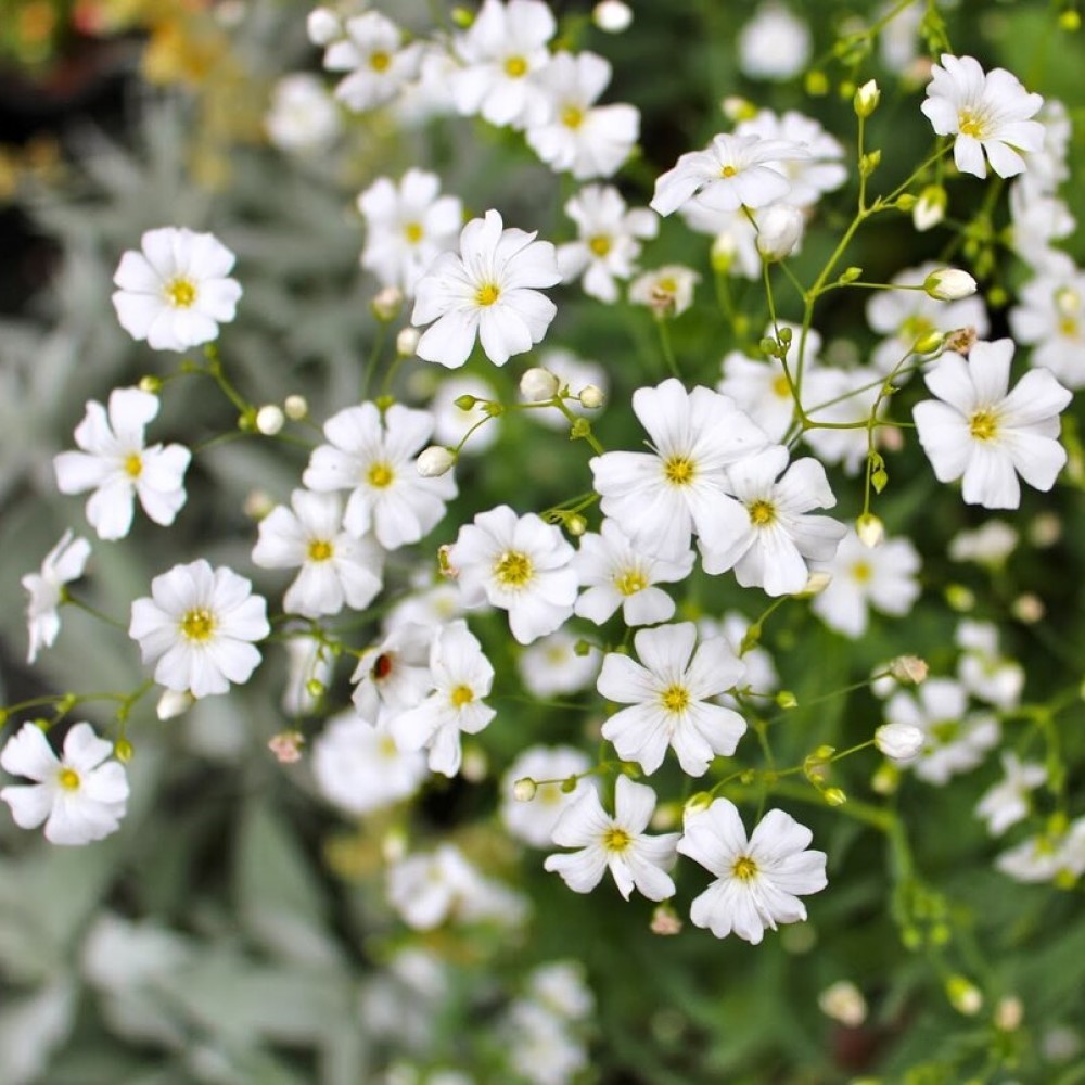 Гипсофила изящная (Gypsophila elegans