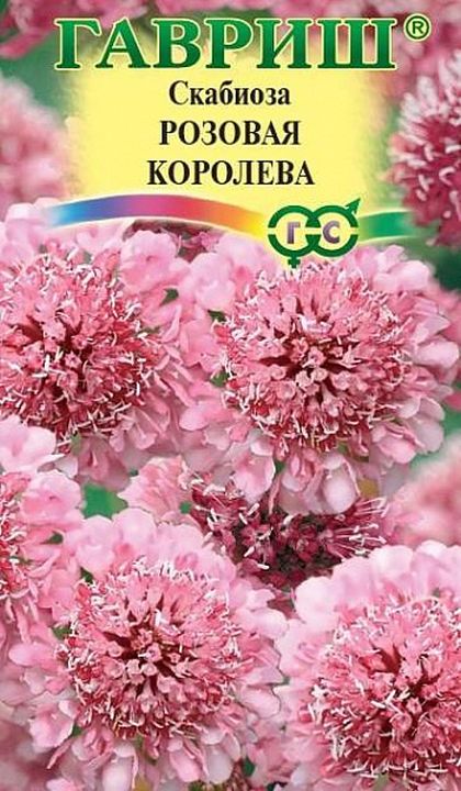 

скабиоза темно-пурпурная розовая королева семена, скабиоза темно-пурпурная розовая королева семена купить