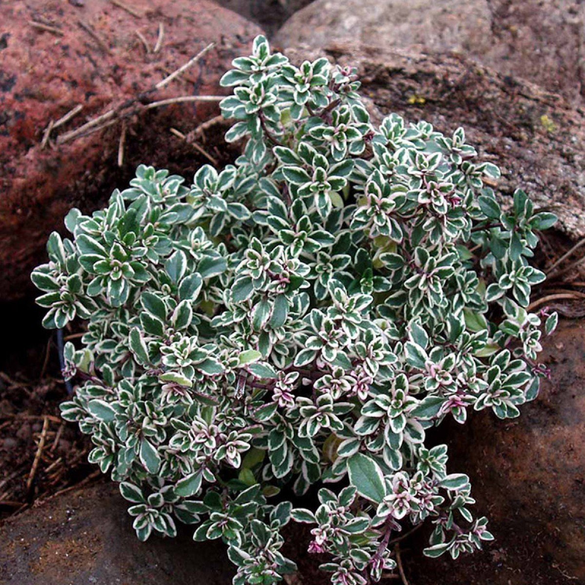 Thymus citriodorus Silver Queen