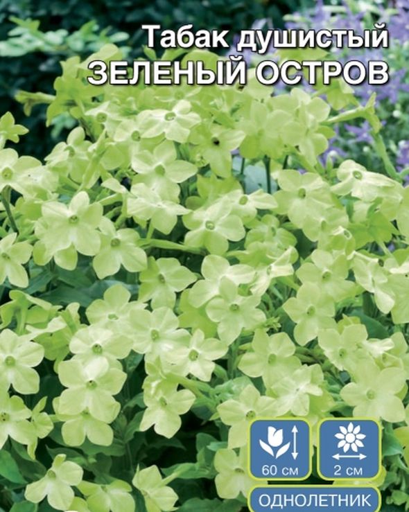 Рассада Табак душистый (Nicotiana) в ассортименте 6 шт