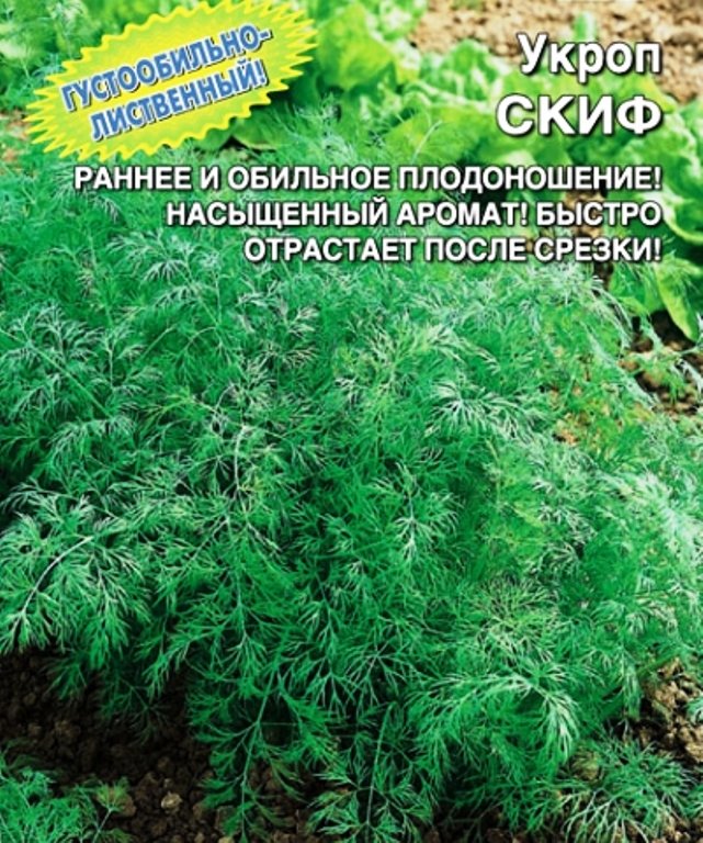 

укроп скиф семена, укроп скиф семена купить