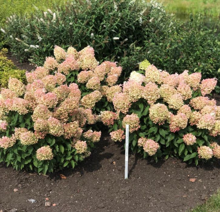 Гортензия hydrangea paniculata описание и фото