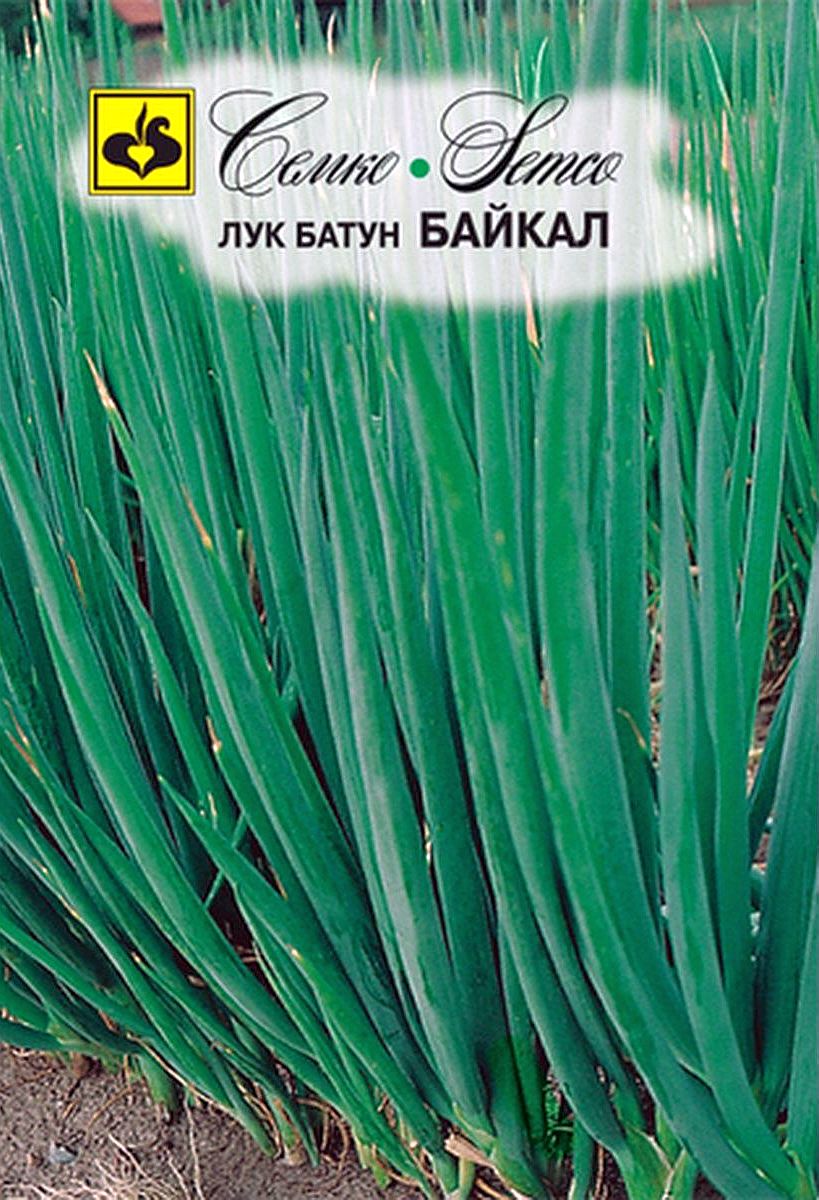 Семена Лук батун Байкал: описание сорта, фото - купить с доставкой или  почтой России