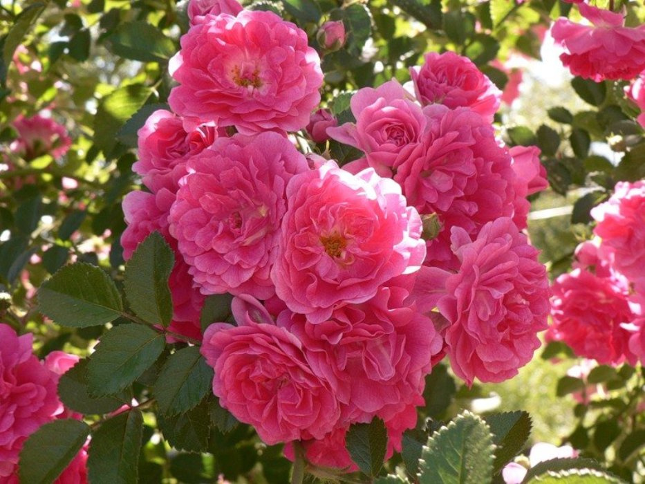 Роза фомоста фото и описание