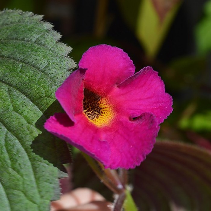 Achimenes longiflora