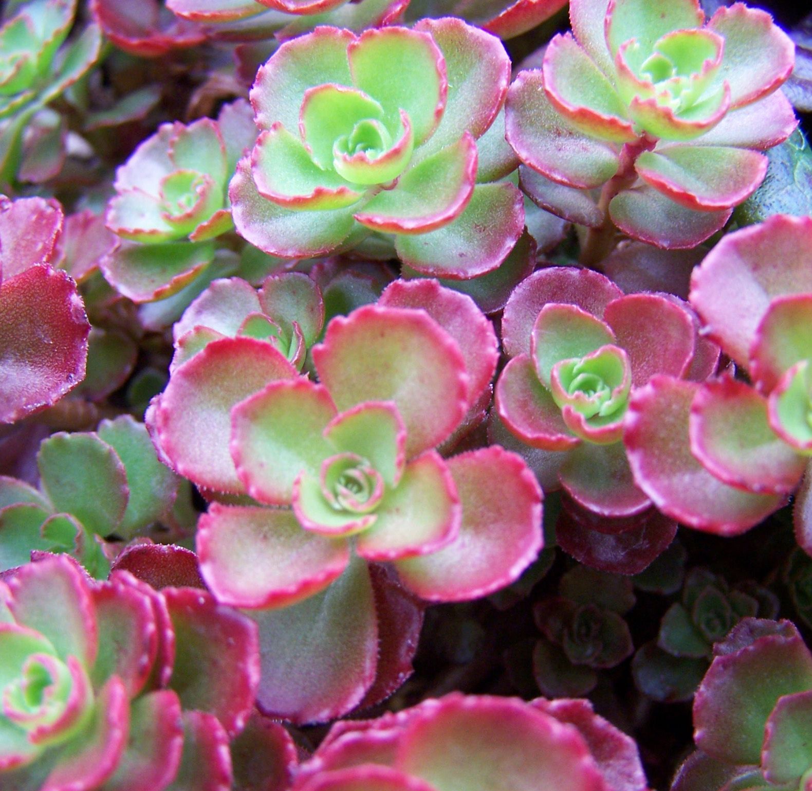 Sedum spurium Dragons Blood