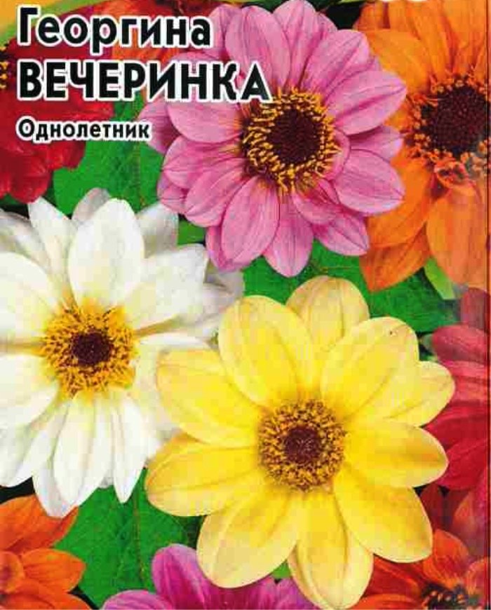 

георгина вечеринка семена, георгина вечеринка семена купить