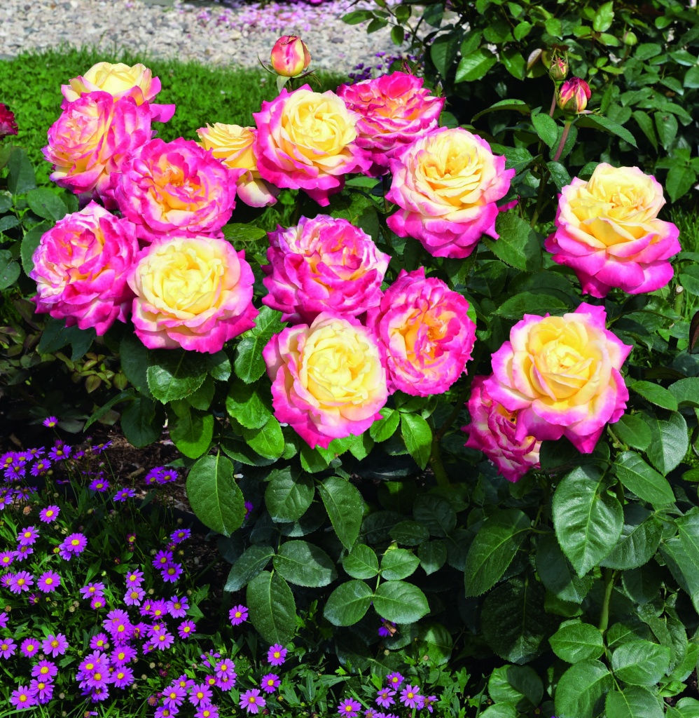 Японская роза фото садовая