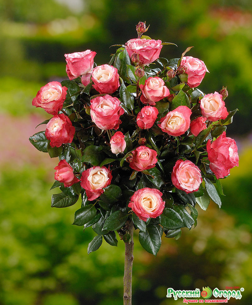 Розы штамбовые фото с названием сорта
