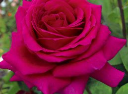 Роза лимбо фото и описание