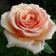 розы харкнесса лучшие сорта