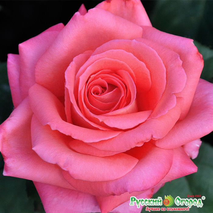 Роза коралловое желе фото и описание
