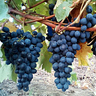 Виноград Молдова (горшок 2 л)