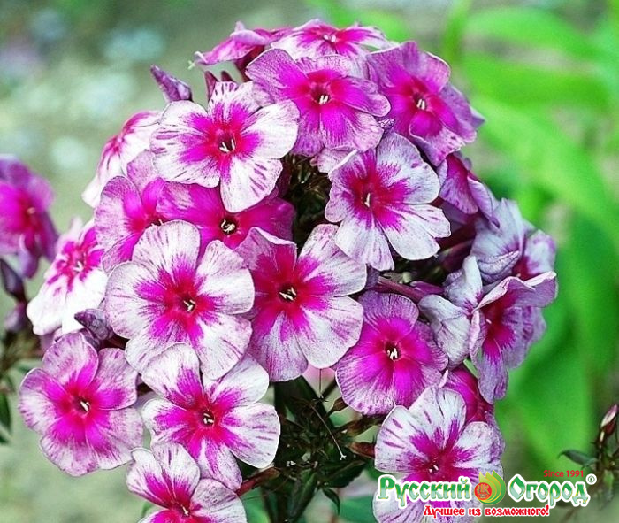Цветок флокс метельчатый фото и описание