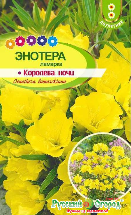 Цветок королева ночи фото и описание