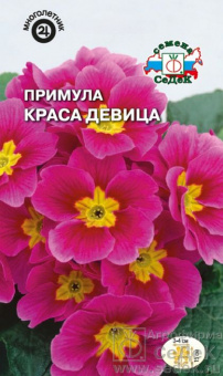 Примула Краса девица