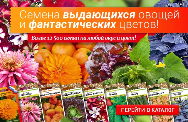 Семена цветов семена купить | Интернет магазин семян цветов «Агросемфонд»
