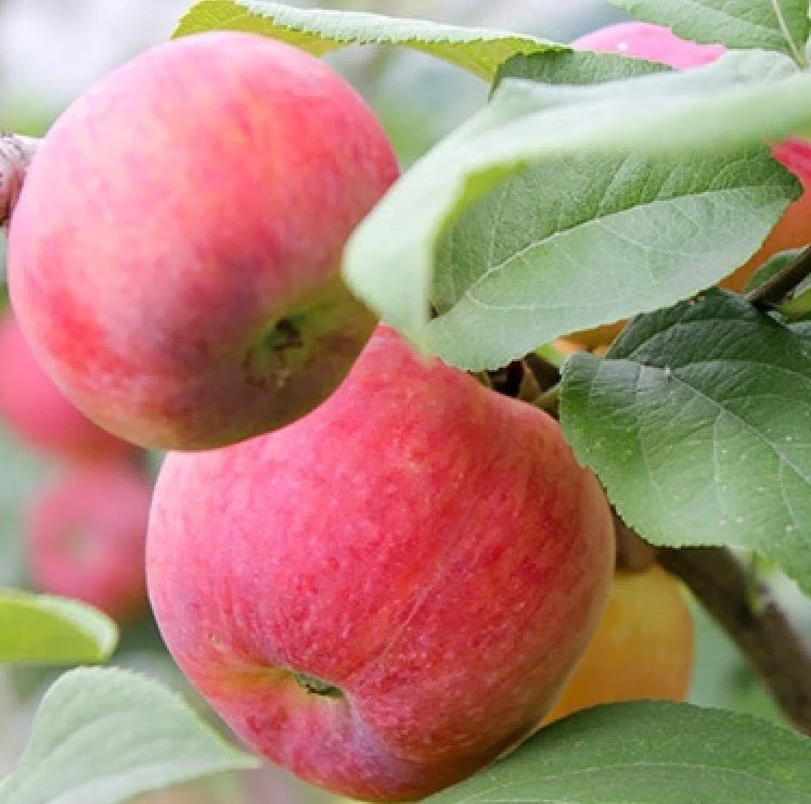 Осенняя красавица яблоня фото