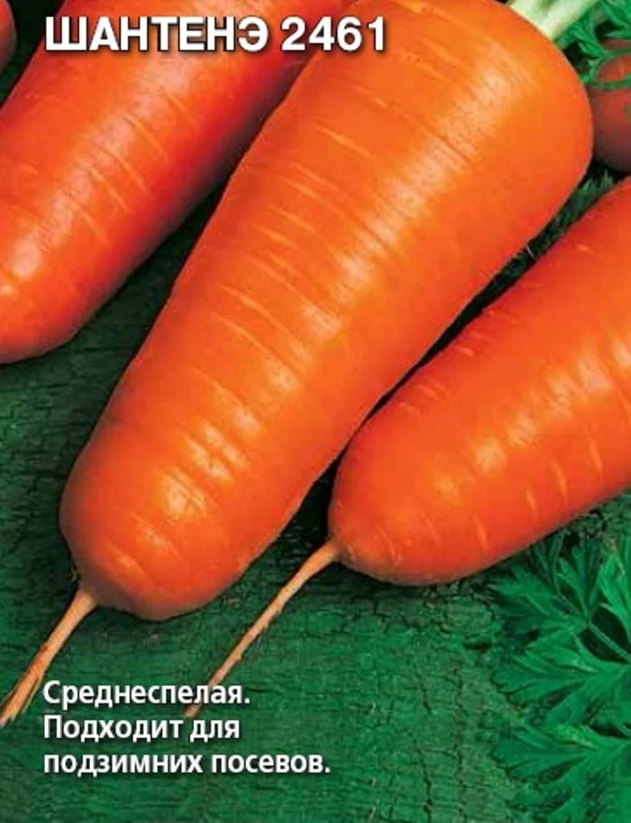 Морковь шантанэ роял описание сорта фото