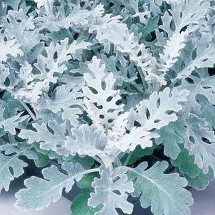 Цинерария серебристая Dusty Miller