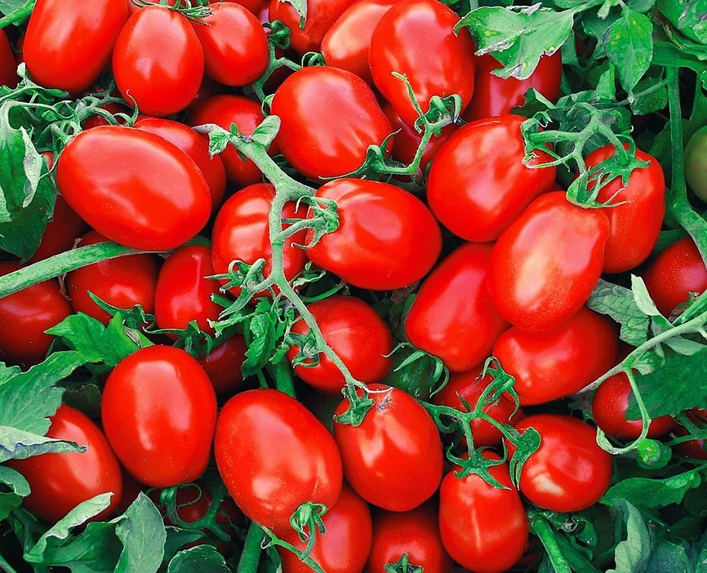 помидоры хан описание сорта